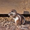 White-tailed Antelope Squirrel