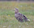 White-tailed Eagle