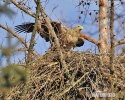 White-tailed Eagle