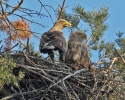 White-tailed Eagle