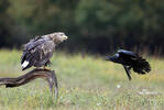 White-tailed Eagle