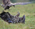 White-tailed Eagle