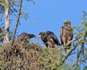 White-tailed Eagle