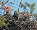 White-tailed Eagle