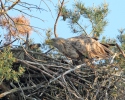 White-tailed Eagle