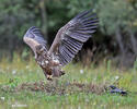 White-tailed Eagle