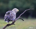 White-tailed Eagle