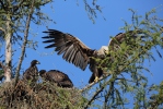 White-tailed Eagle