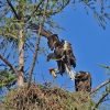 White-tailed Eagle