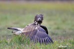 White-tailed Eagle