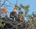 White-tailed Eagle