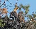 White-tailed Eagle