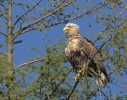 White-tailed Eagle