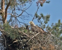 White-tailed Eagle