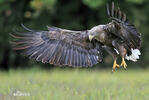 White-tailed Eagle