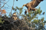 White-tailed Eagle