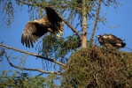 White-tailed Eagle