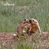 White-tailed Prairie Dog