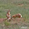 White-tailed Prairie Dog