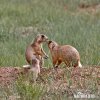 White-tailed Prairie Dog