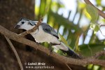 White-throated Magpie-Jay