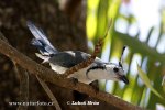 White-throated Magpie-Jay