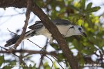 White-throated Magpie-Jay