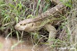 White-throated Monitor