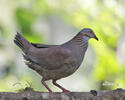 White-throated Quail-Dove