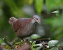 White-throated Quail-Dove