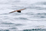 White-vented Storm-Petrel