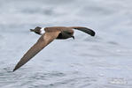 White-vented Storm-Petrel