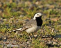 White Wagtail