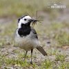 White Wagtail