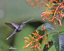 White-whiskered Hermit