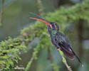 White-whiskered Hermit