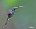 White-whiskered Hermit