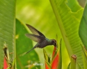 White-whiskered Hermit