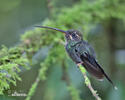 White-whiskered Hermit