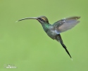 White-whiskered Hermit