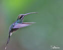 White-whiskered Hermit