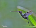 White-whiskered Hermit