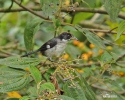 White-winged Brusch-Finch