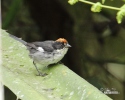 White-winged Brusch-Finch