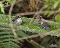 White-winged Brusch-Finch