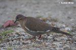 White-winged Dove