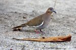 White-winged Dove