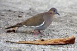 White-winged Dove