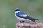 White-winged Swallow