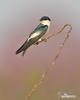 White-winged Swallow